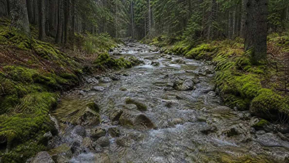 Ein flacher Gebirgsbach, der über helle Steine durch moosigen Wald fließt
