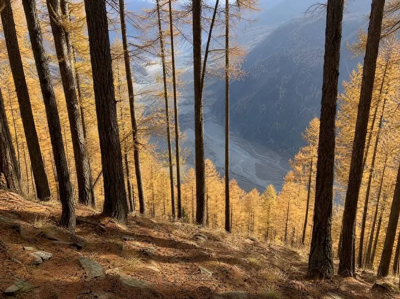 Golden larch on a steep slope, the valley falling away between the trunks